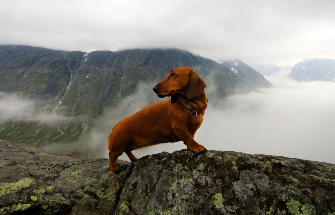 Dachs på fjelltur