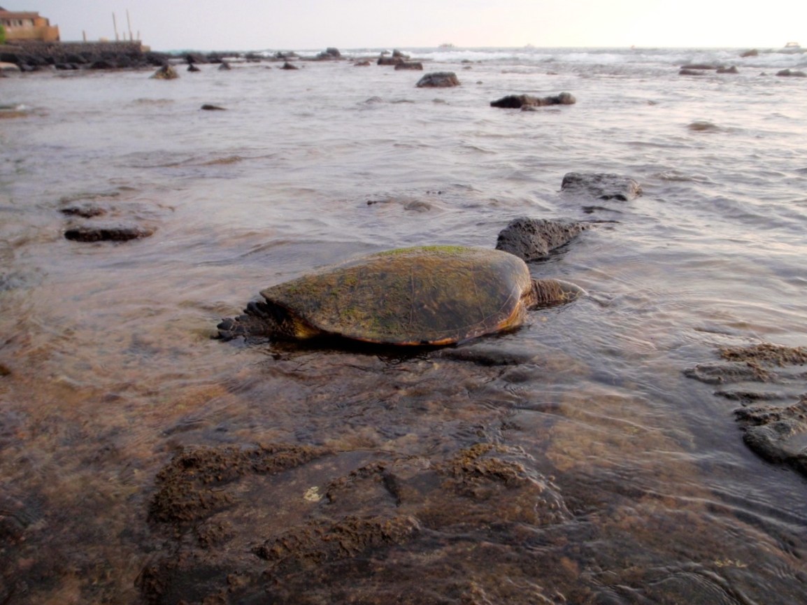 Triallan - Ironman Hawaii