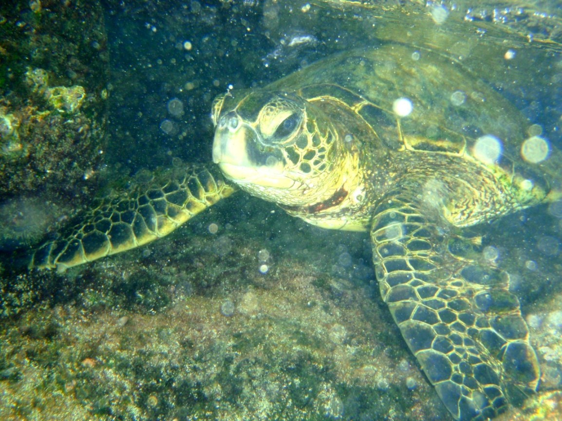 Triallan - Ironman Hawaii