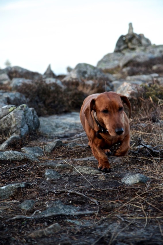 Triallan - Lyngholm - Fia - Dachs