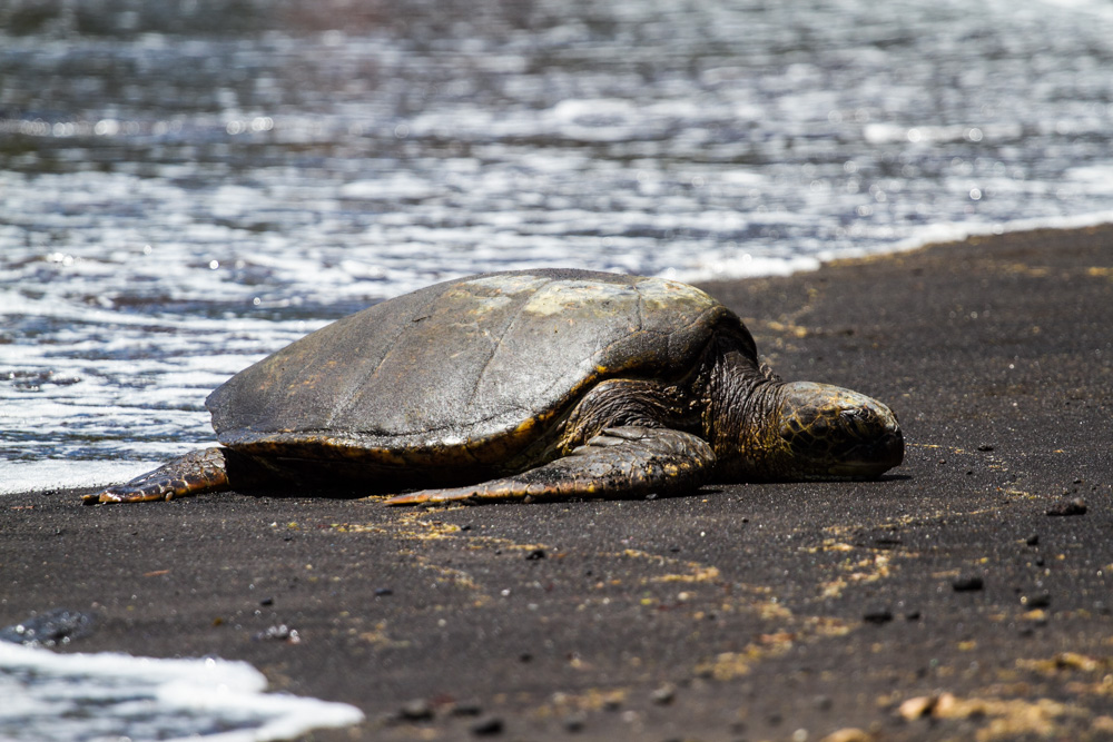 Black sand beach - Triallan - Ironman Hawaii - Allan Hovda-13