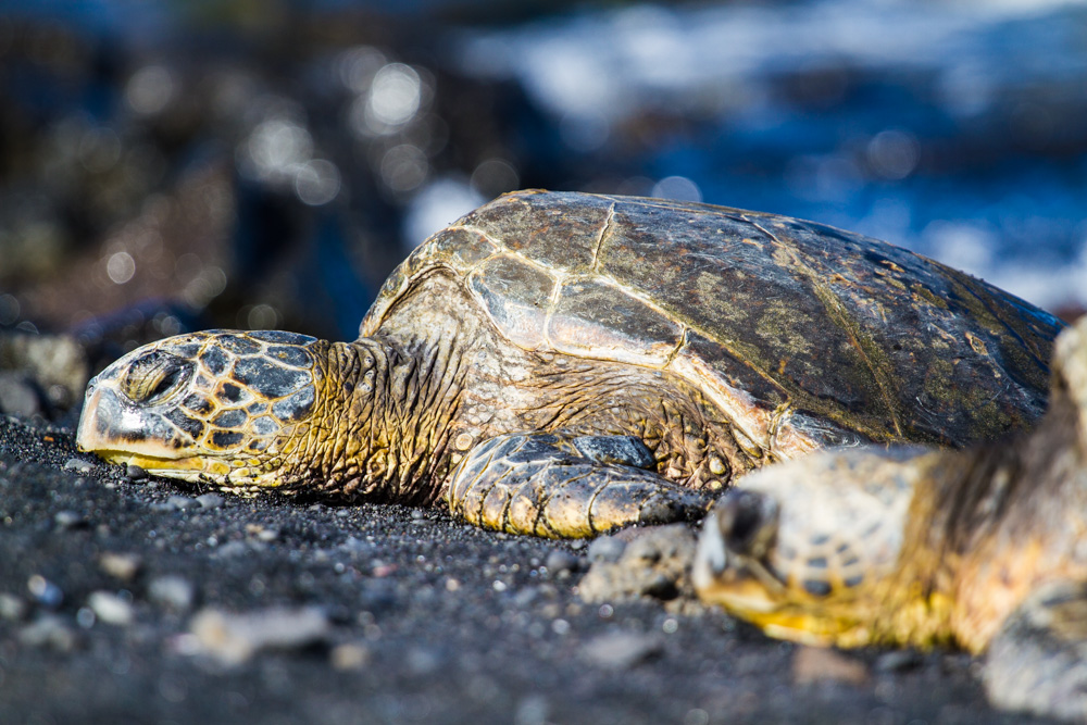 Black sand beach - Triallan - Ironman Hawaii - Allan Hovda-2