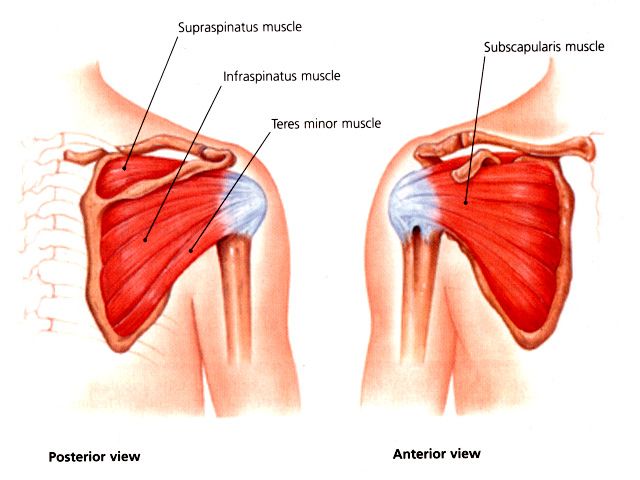 Supraspinatus - Triallan