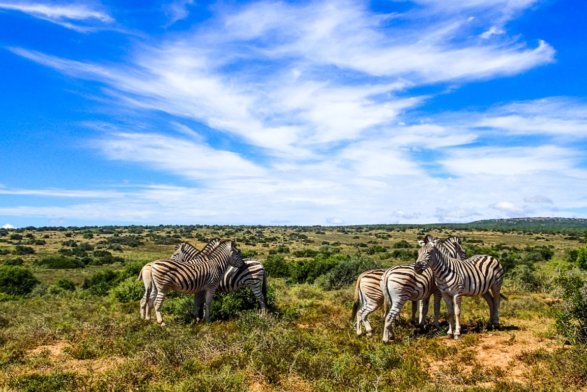 Reiserapport – Ironman South Africa – Port Elizabeth og Garden&nbsp;Route