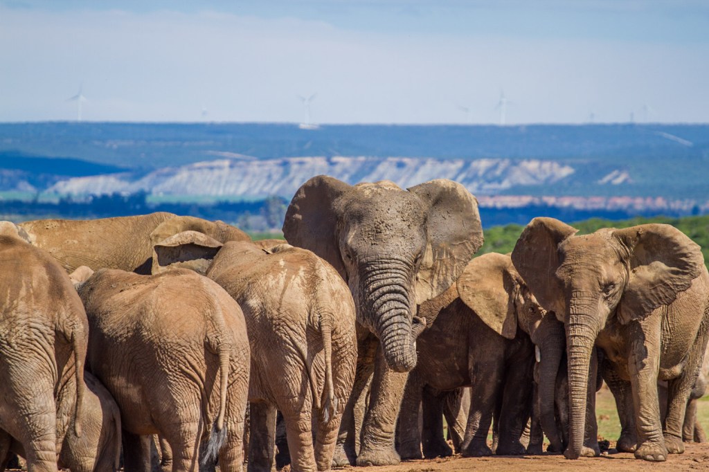 Triallan - Addo Elephantpark - Ironman South Africa-3