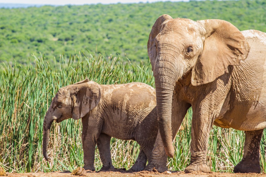 Triallan - Addo Elephantpark - Ironman South Africa-4