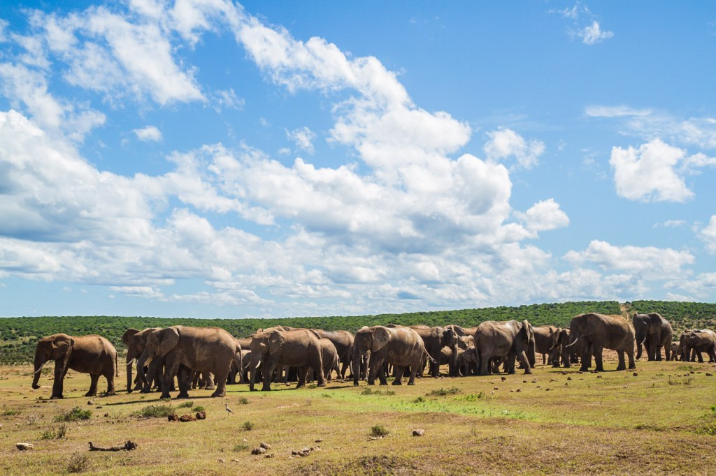 Triallan - Addo Elephantpark - Ironman South Africa-5