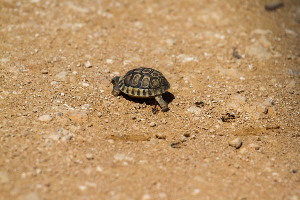 Triallan - Addo Elephantpark - Ironman South Africa-6