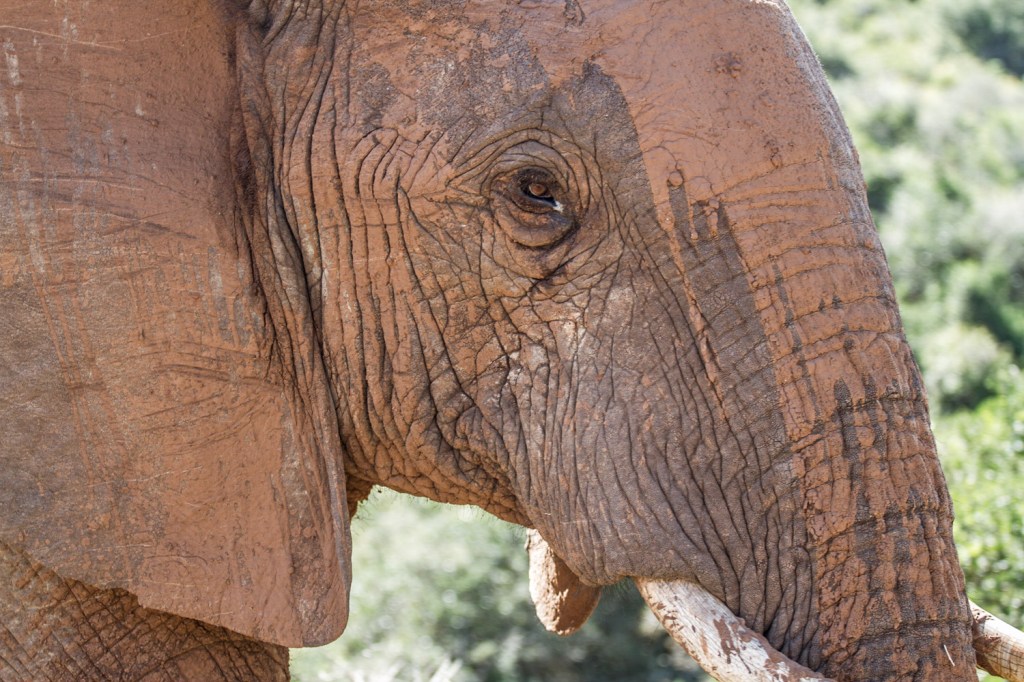 Triallan - Addo Elephantpark - Ironman South Africa-8