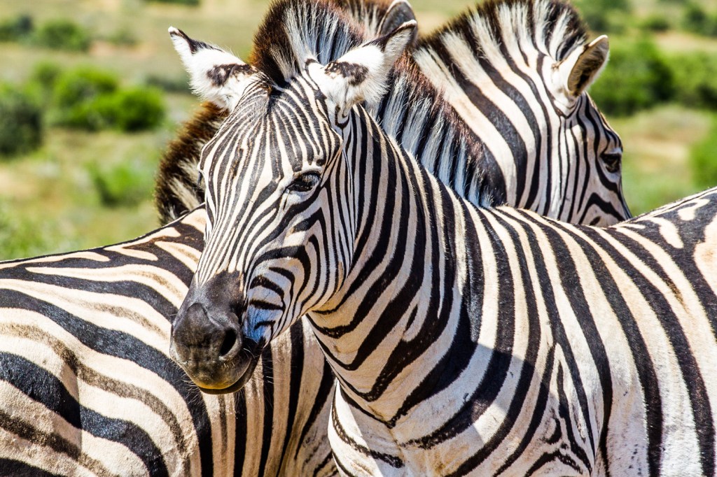 Triallan - Addo Elephantpark - Ironman South Africa