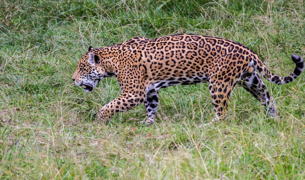 Triallan - Jukani - Ironman South Africa - Garden Route-2