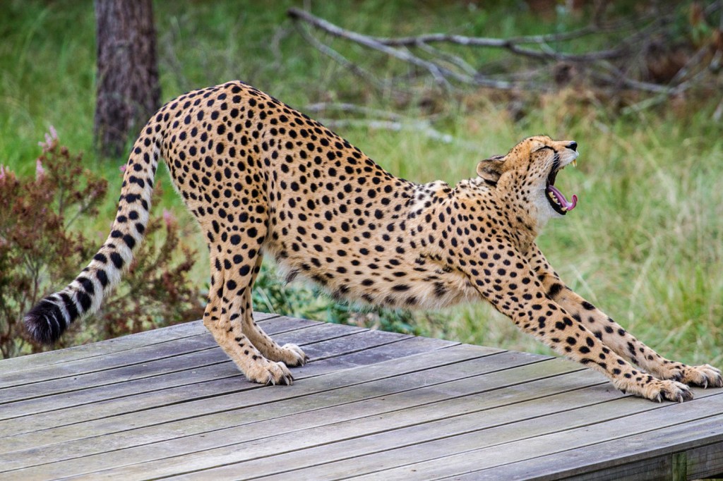 Triallan - Jukani - Ironman South Africa - Garden Route-3