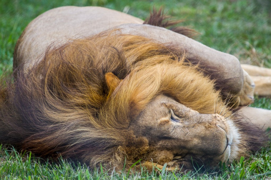 Triallan - Jukani - Ironman South Africa - Garden Route-4