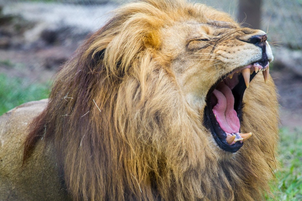 Triallan - Jukani - Ironman South Africa - Garden Route-6