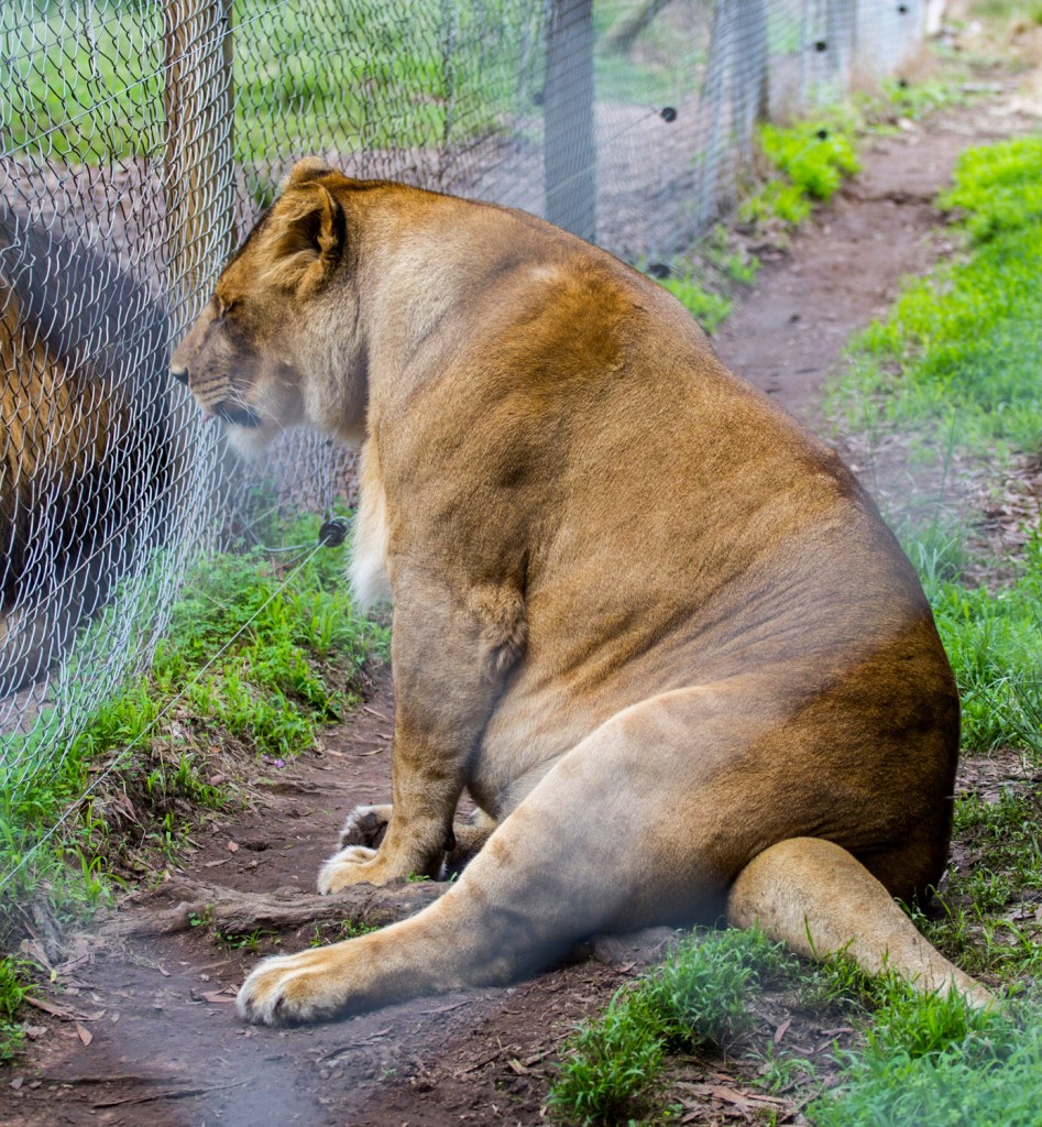 Triallan - Jukani - Ironman South Africa - Garden Route-7