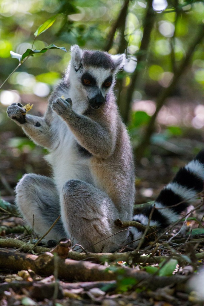 Triallan - Monkeyland - Ironman South Africa - Garden Route-2