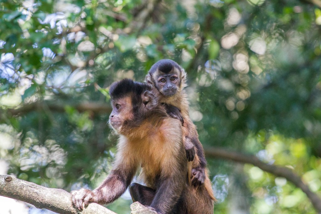 Triallan - Monkeyland - Ironman South Africa - Garden Route-3