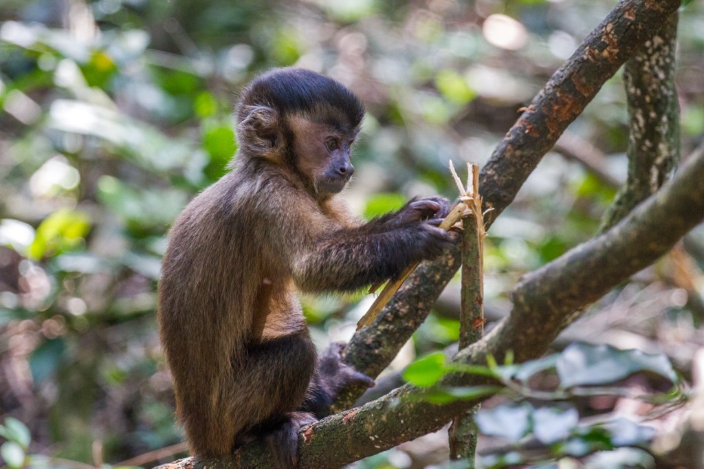 Triallan - Monkeyland - Ironman South Africa - Garden Route-4