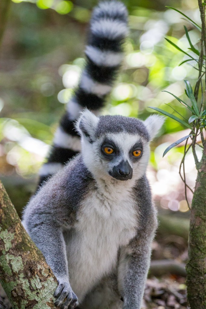 Triallan - Monkeyland - Ironman South Africa - Garden Route-5