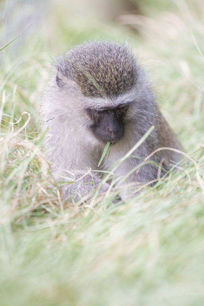 Triallan - Monkeyland - Ironman South Africa - Garden Route-7