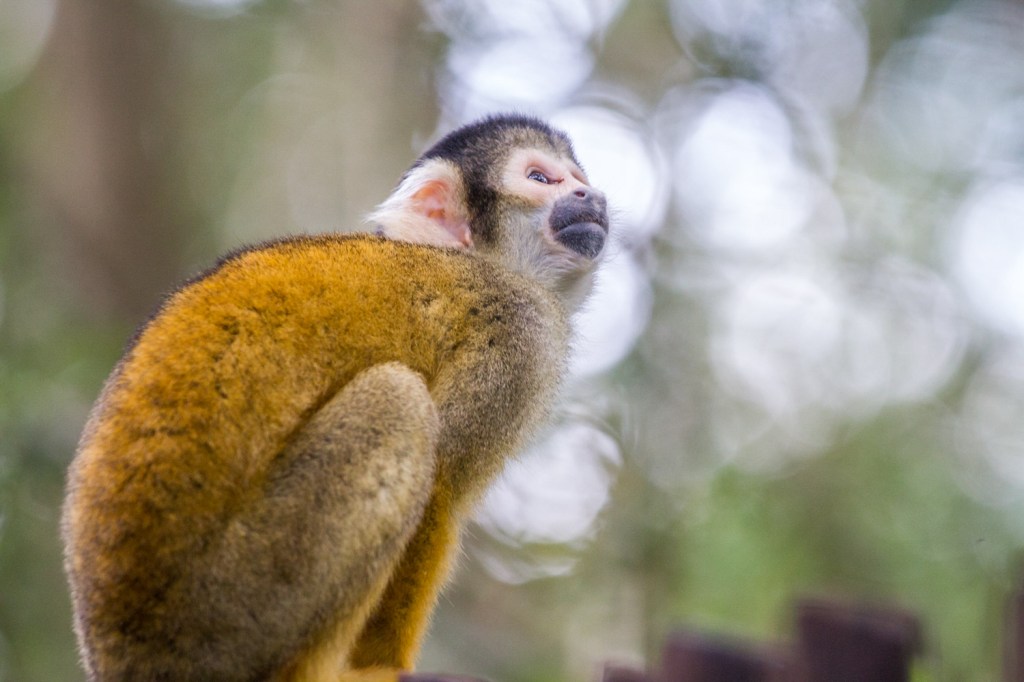 Triallan - Monkeyland - Ironman South Africa - Garden Route-8