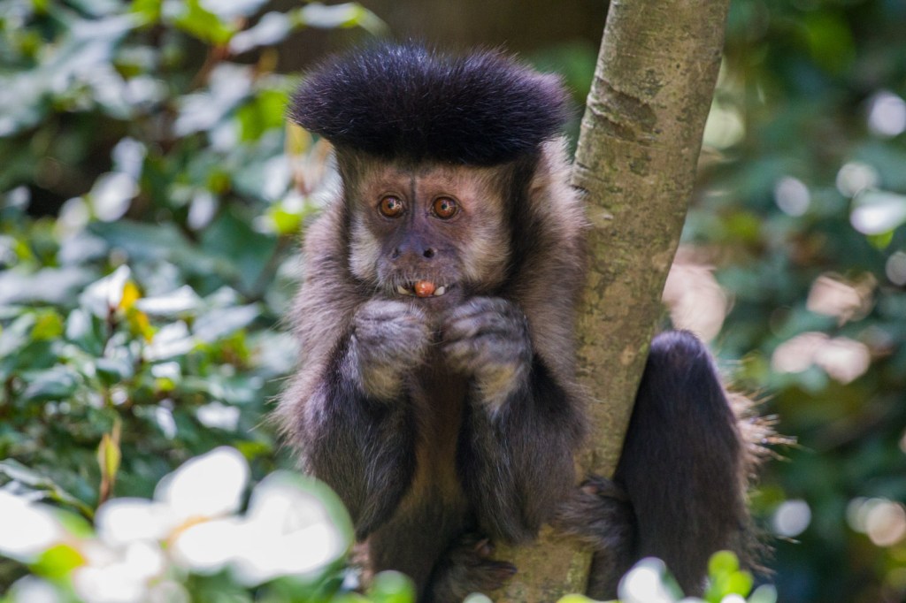 Triallan - Monkeyland - Ironman South Africa - Garden Route