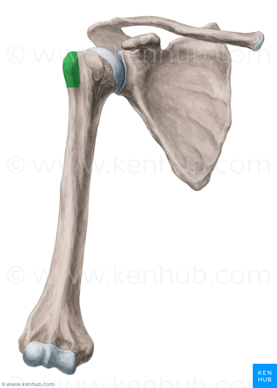 tuberculum_majus_atlas_with_watermark_yyfUdhUrvemrYqfWNa68Xg
