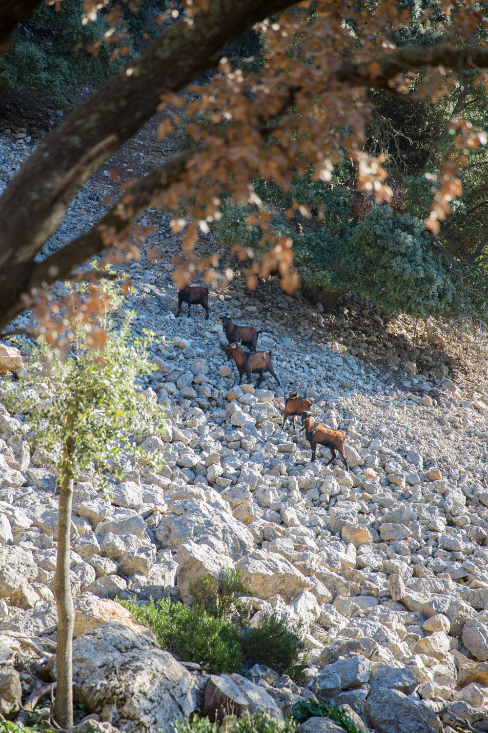 Triallan - Allan Hovda - Mallorca - Terrengløp - Fjelltur - Hiking-5
