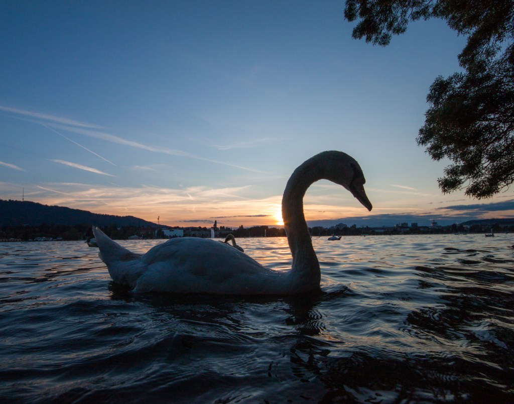 Swissman Xtreme triathlon 2016 - postrace - Allan Hovda - triallan - Hotel villa honegg - zurich-42