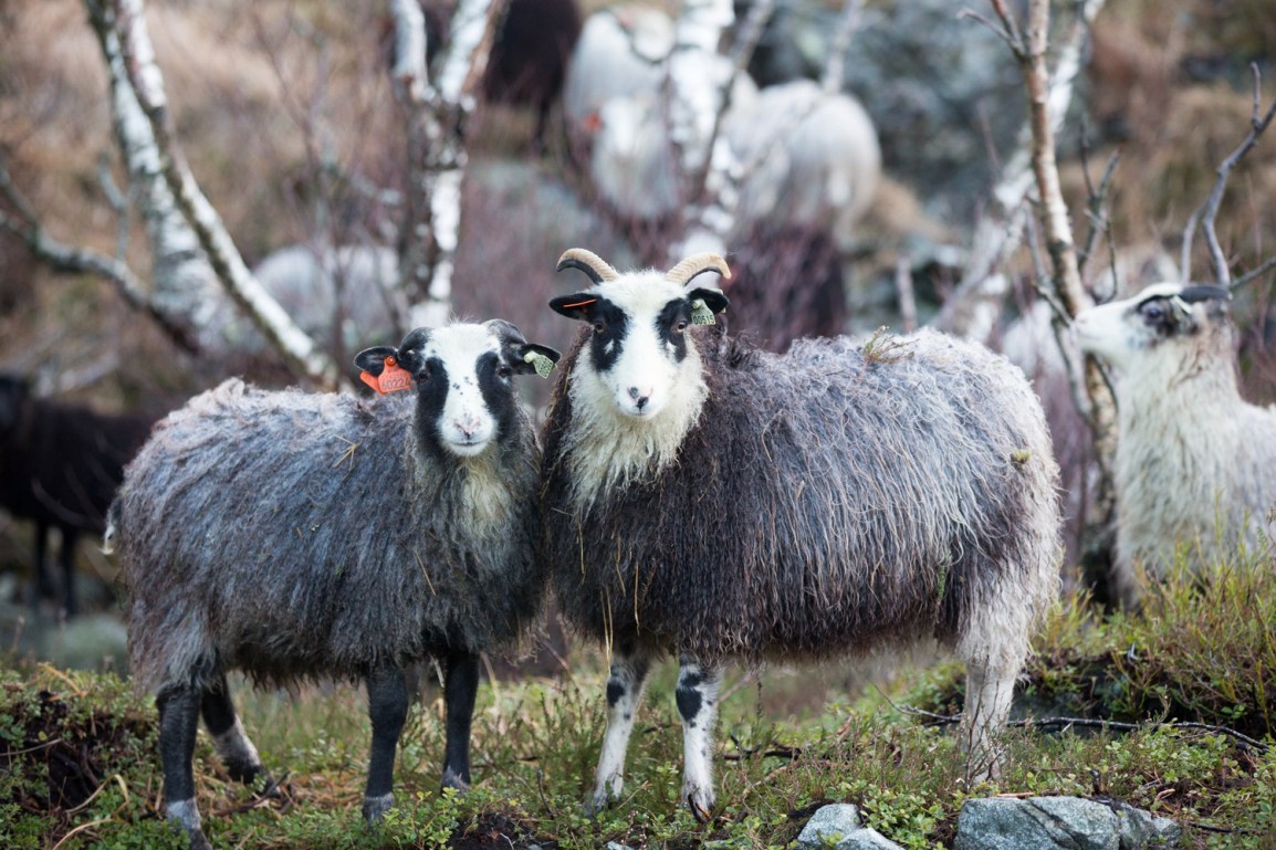 Ull til trening – tull eller&nbsp;gull?