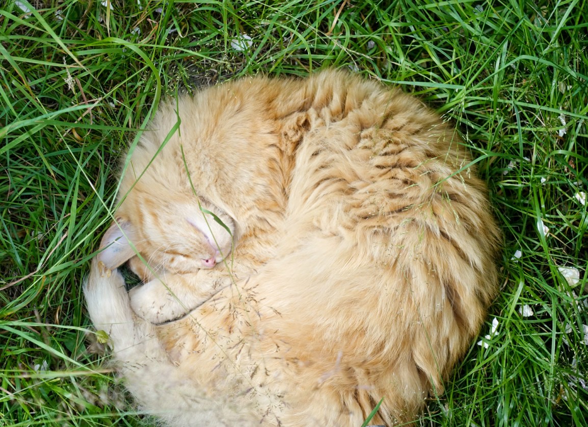 svartskogen kolonial - allan hovda - triallan - sykling - follo - sykkelperler-14